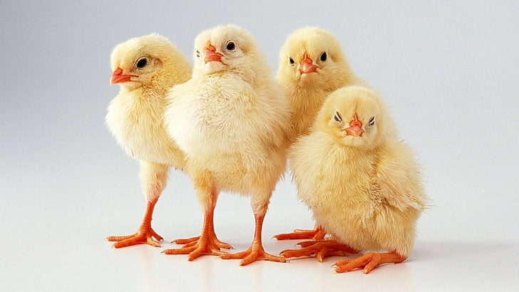 flock of yellow chicks, animals, chickens, baby animals, birds, HD wallpaper