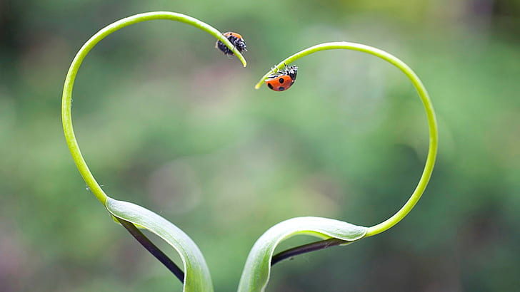 ladybugs, nature, plants, love, heart, animals, insect, HD wallpaper