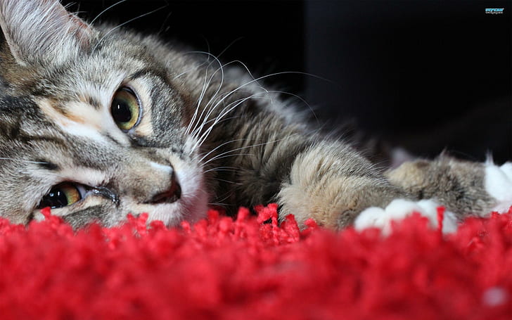 Time For A Catnap, silver tabby cat, napping, furry, red rug, HD wallpaper