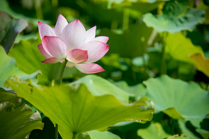 photography of pink flower with green leaves during day time, lotus, lotus, HD wallpaper