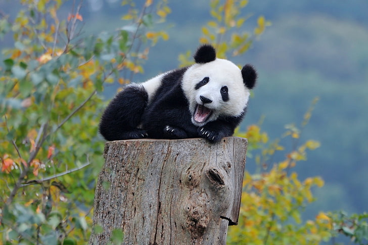 Hd Wallpaper Baby Animals Bears Nature Panda Mammal Panda Animal Wallpaper Flare