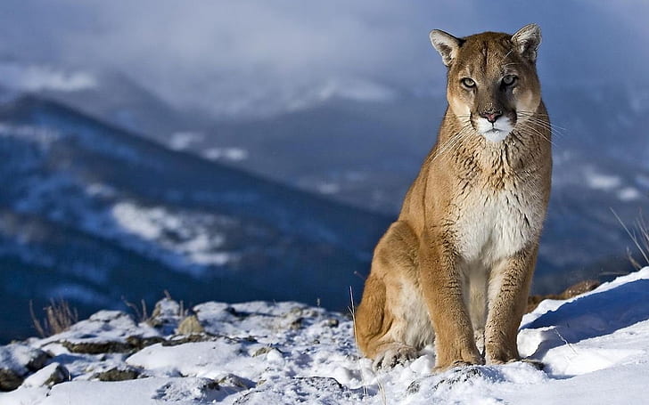 Mountain Lion, King, Power, Mountain, Snow, wild life photo of animal, HD wallpaper