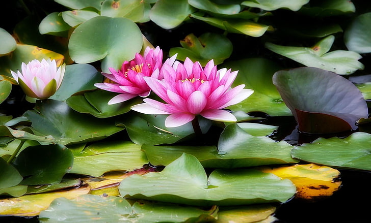 pink lotus flowers, water lilies, leaves, herbs, flowering plant