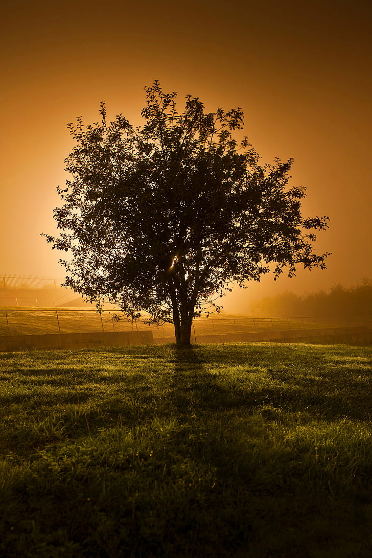 silhouette of tree near green grass field during sunset, lone tree, lone tree, HD wallpaper