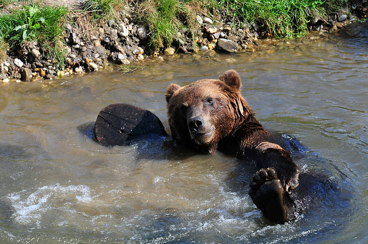 nature, bears, animals, relaxing, swimming, river