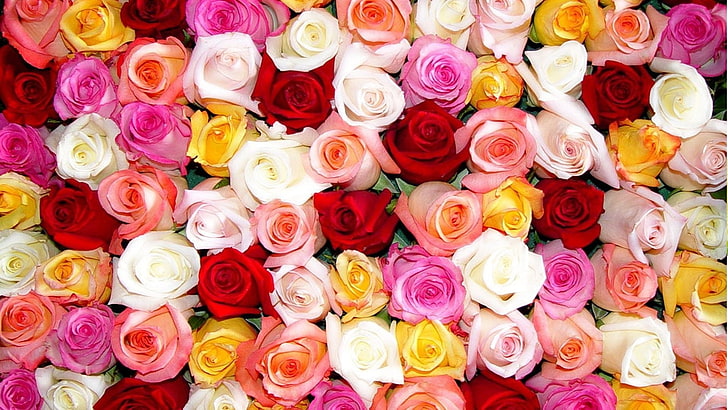 rose, colorful, flowers, plants, multi colored, full frame, HD wallpaper