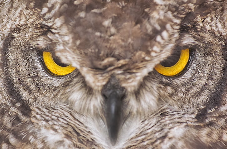 brown owl closeup view, Go ahead - make my day, Scotland, Stirlingshire