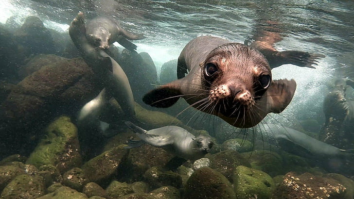 HD wallpaper: Animal, Sea Lion, Underwater | Wallpaper Flare