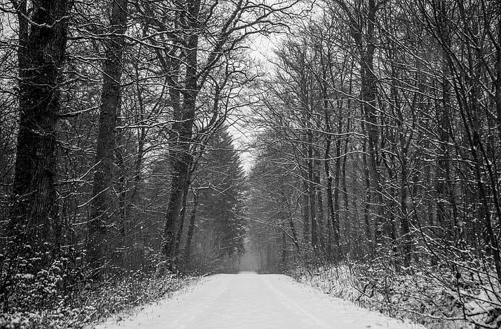 Forest Path Winter, Black and White, Full, Landscape, Cold, Woods