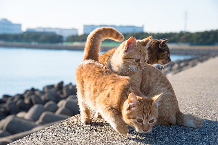 four short-fur orange cats, animals, mammal, animal themes, feline