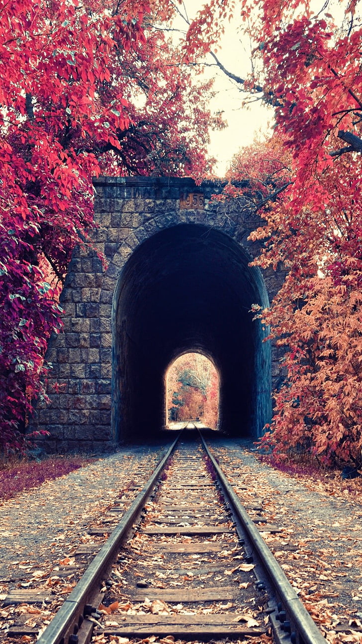 black concrete tunnel, portrait display, nature, trees, fall