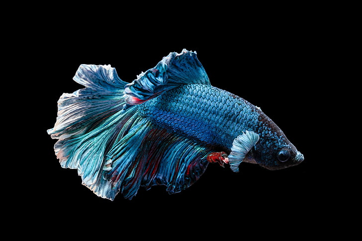 blue and red betta fish, animals, underwater, black, wildlife