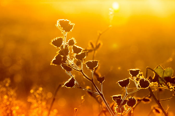 selective focus photography of flowers, fall, sunset, golden  orange, HD wallpaper