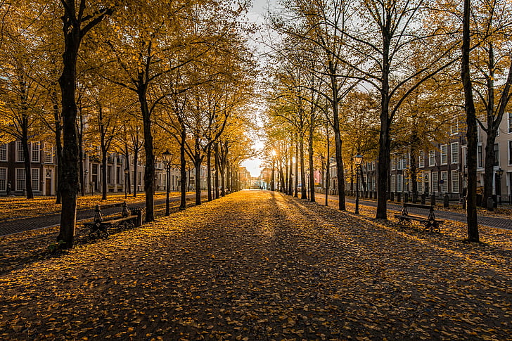 pathway surrounded by trees during daytime, Golden Hour, The  Hague, HD wallpaper