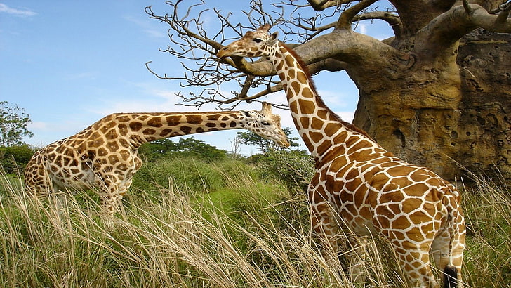 two brown giraffes, animals, nature, Africa, animal wildlife, HD wallpaper