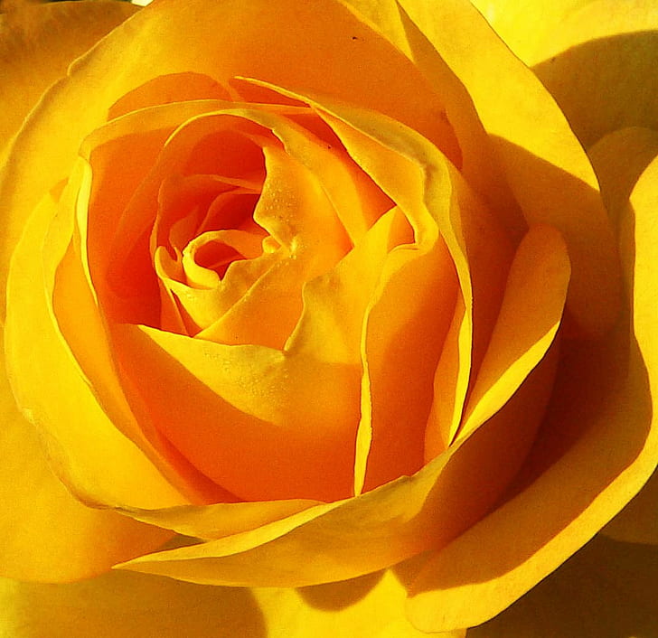 yellow flower, For You, Shalini, yellow  rose, macro, centre