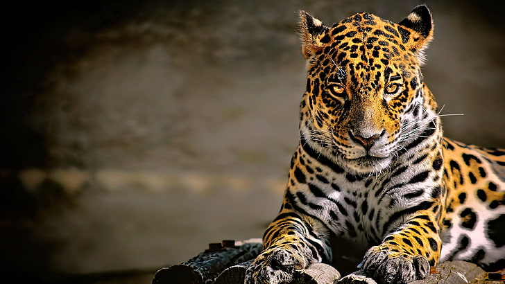 leopard (animal), big cats, jaguars, animals, HD wallpaper
