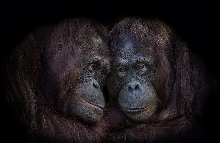 apes, animals, orangutans