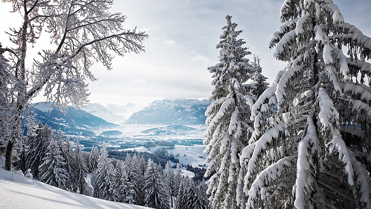 snow-covered tree lot, nature, winter, landscape, cold temperature