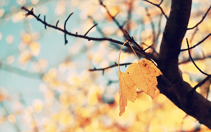 brown leafed tree, yellow leaf tree selective-focus photography at daytime, HD wallpaper