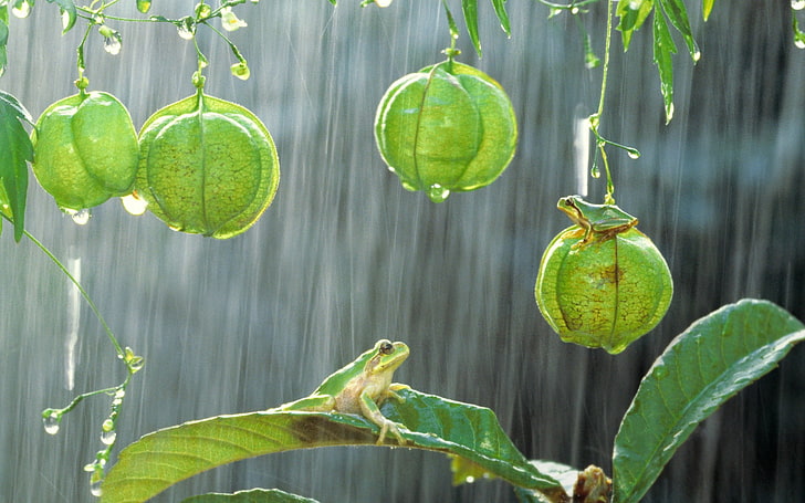 green hanging plants, photography, frog, rain, amphibian, fruit, HD wallpaper