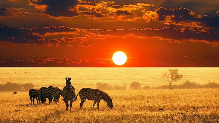 HD wallpaper: animals, Africa, zebras, sunset, sky, landscape, nature,  photography | Wallpaper Flare