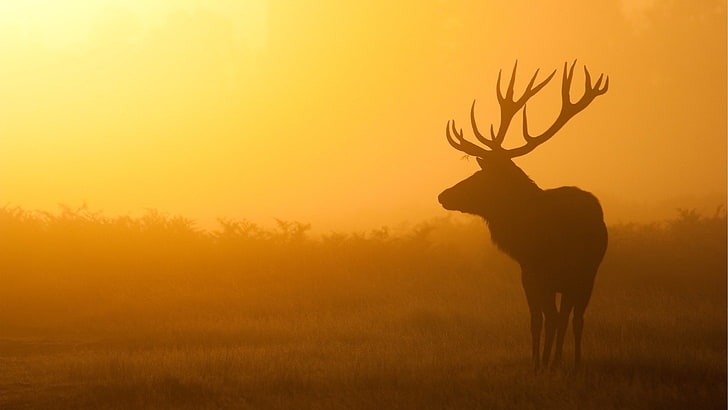 silhouette of deer, sunrise, mist, shadow, nature, antler, animal, HD wallpaper