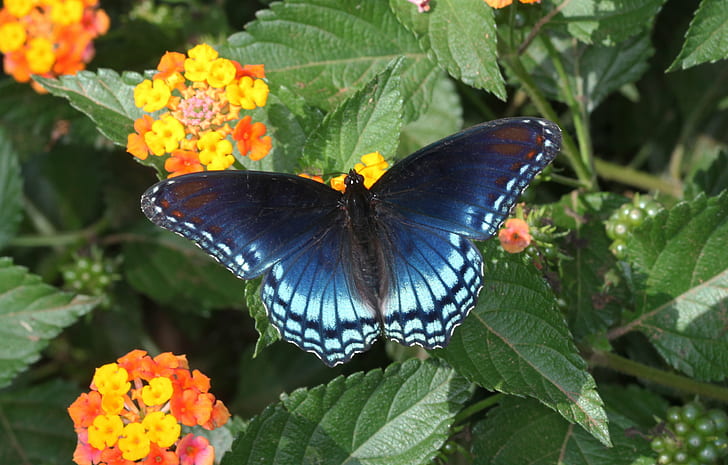 Spicebush swallowtail butterfly, spotted, spotted, Red Spotted Purple, HD wallpaper