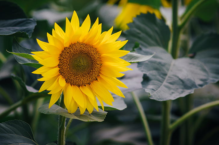 shallow focus photography of sun flower, jupiter, m42, HD wallpaper