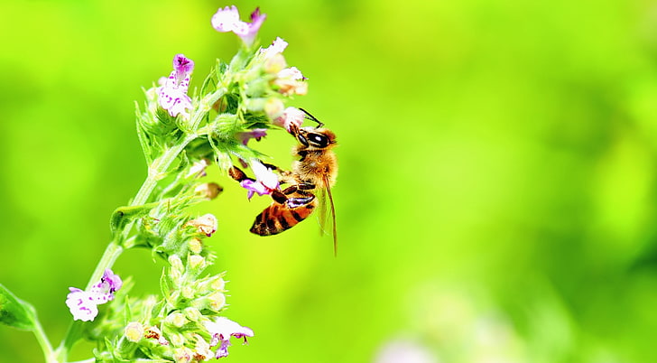 Honey Bee, Bright Green Background, Animals, Insects, Nature, HD wallpaper