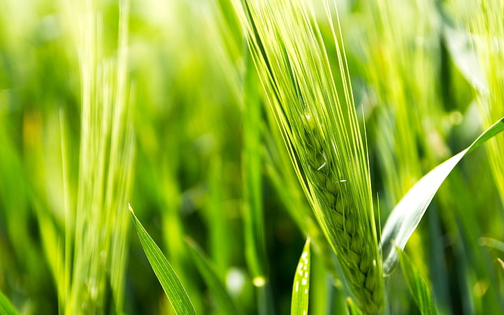 green wheat, field, macro, background, widescreen, Wallpaper