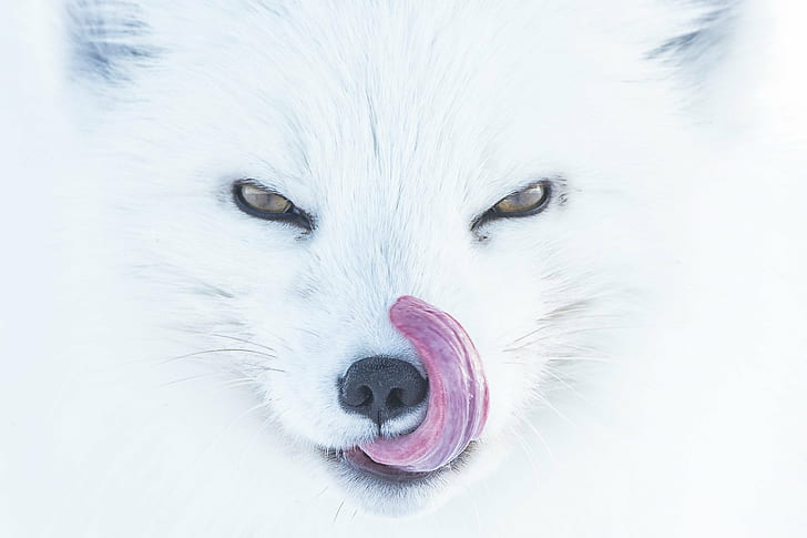 nature, animals, fox, arctic fox, closeup, muzzles, tongue out, HD wallpaper