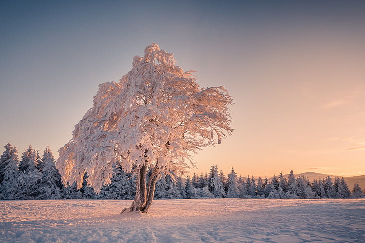 landscape, winter, snow, trees, HD wallpaper