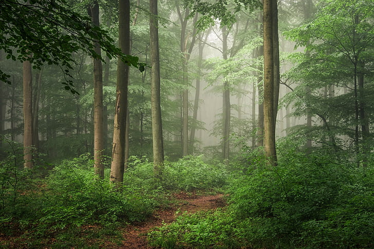 forest, path, HD wallpaper
