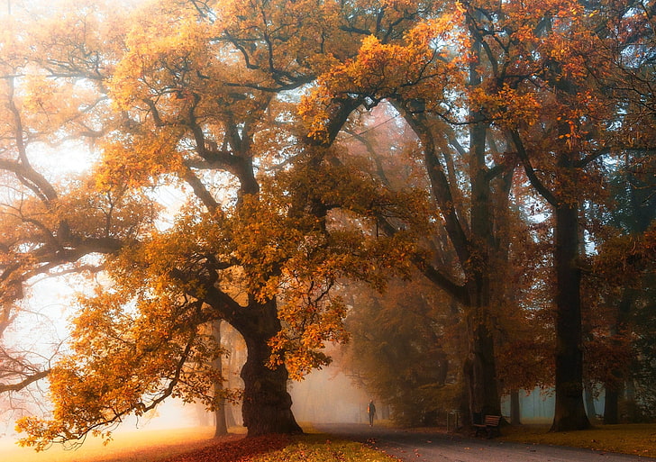 yellow leafed trees, orange leafed trees, mist, walking, park, HD wallpaper
