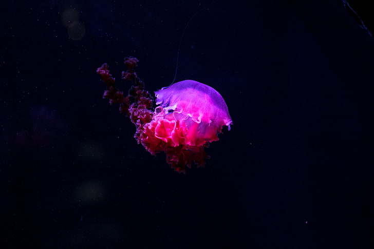 purple and red jellyfish, glow, phosphorus, underwater world, HD wallpaper