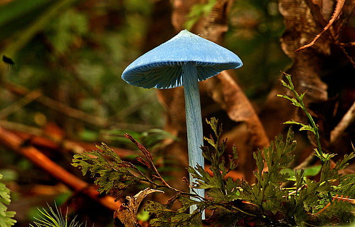 blue mushroom on tree, Entoloma hochstetteri, Fungi, Public Domain, HD wallpaper