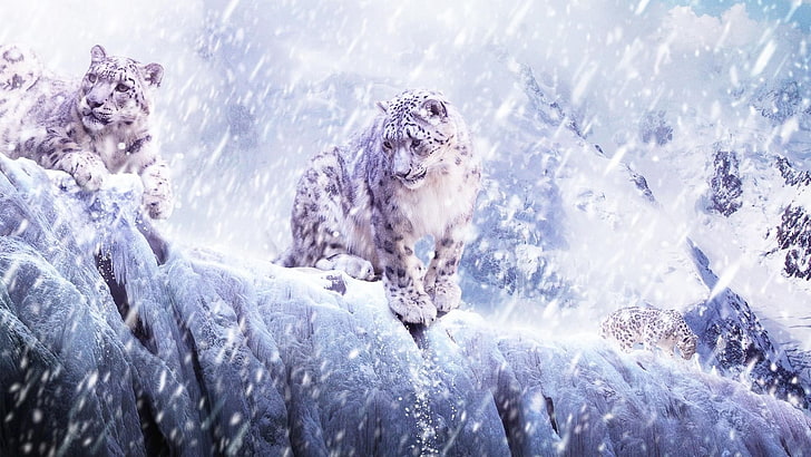 nature, animals, leopard, snow leopards, leopard (animal), cold temperature, HD wallpaper