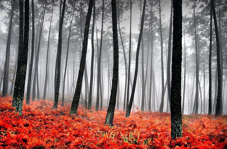 Magic Of Autumn, foggy, picture, paisaje, landscapes, carpet, HD wallpaper