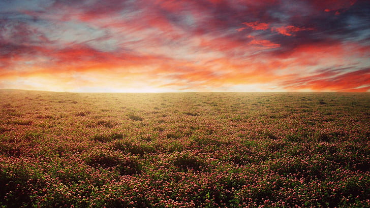 landscape, field, flowers, plains, long exposure, skyscape