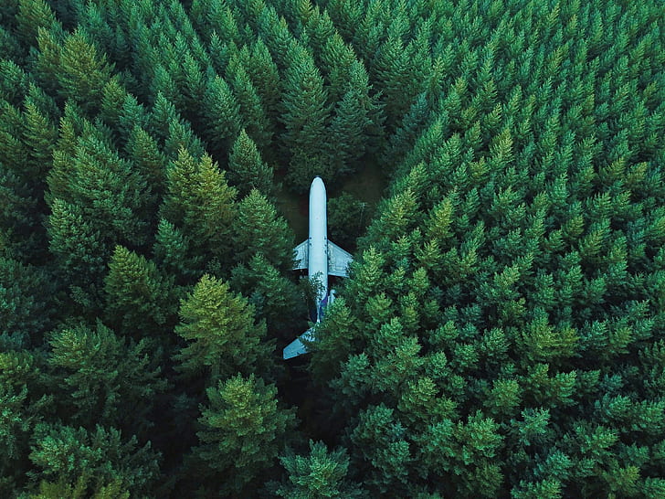 Forest, Aerial view, Aircraft, 4K, Plane, Surrounded
