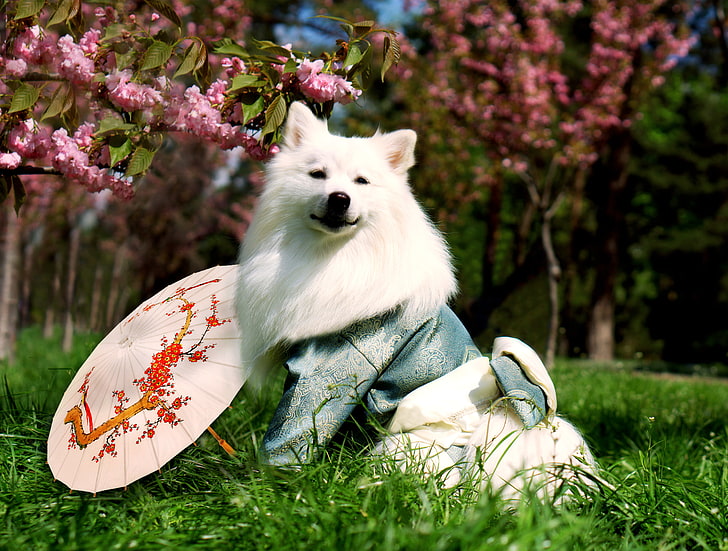 japanese spitz, white dogs, nature, umbrella, one animal, plant