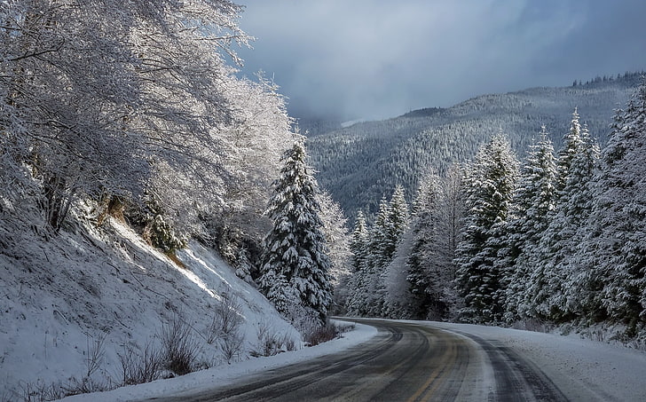 snow, winter, road, direction, cold temperature, tree, the way forward, HD wallpaper