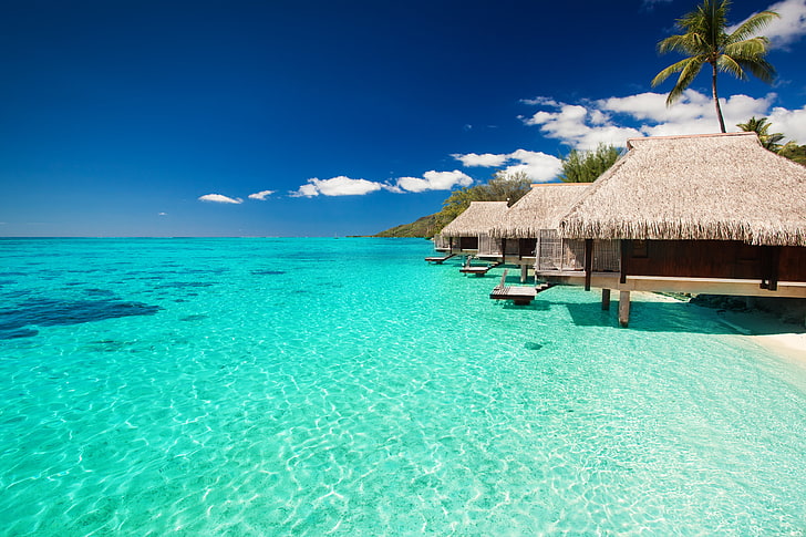 coconut tree, maldives, tropical, bungalows, sky, vacations, sea, HD wallpaper