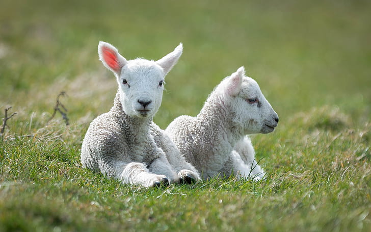 White sheep, lambs, grass, two white lambs, HD wallpaper
