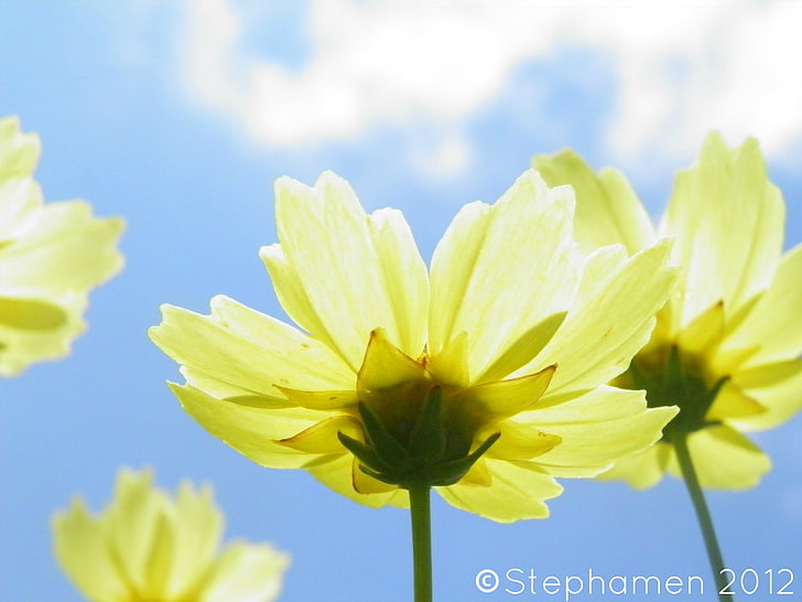 flowers, closed eyes, sky, yellow flowers, flowering plant