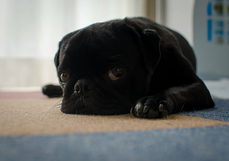 close up photo of black pug on floor, あるある, dog, pets