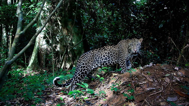 black and white leopard print textile, big cats, jaguars, tree, HD wallpaper