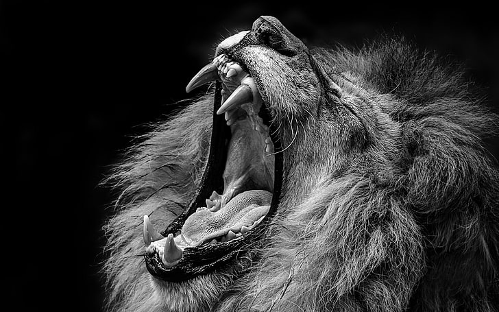lion grayscale photo, Leo, mouth, beast, lion - Feline, carnivore, HD wallpaper