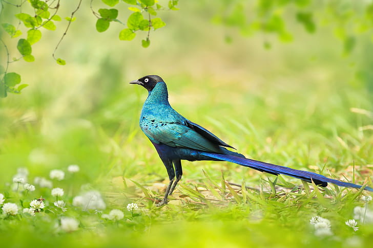 Bird in Taiwan, blue and teal long tail bird, long tailed, glossy starling